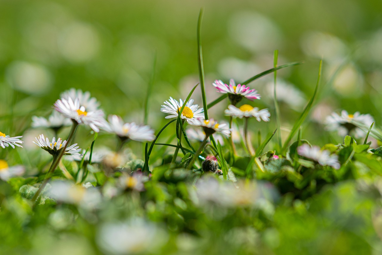 Bellis Perennis plus communément appelée Pâquerette ! 